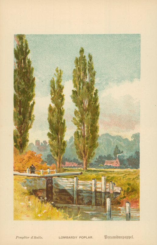 Lombardia Álamo de William Henry James Boot