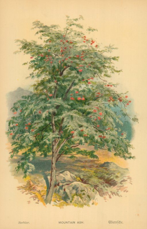 Montanha Cinza de William Henry James Boot