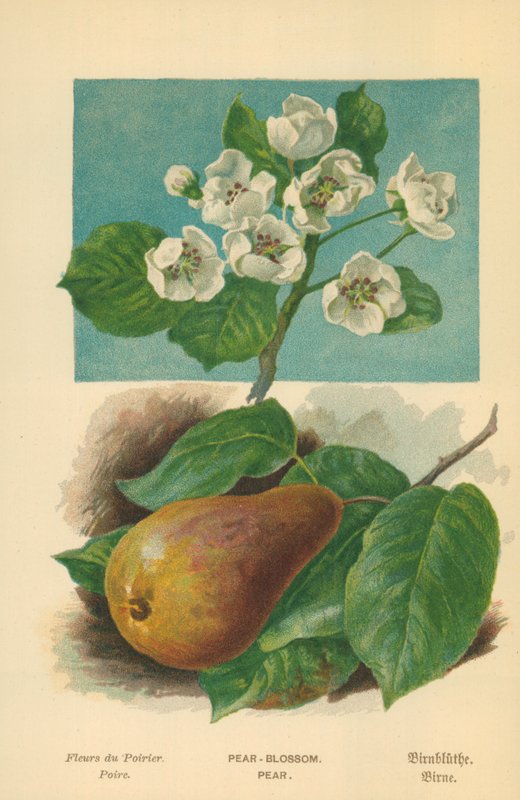 Flor de pêra. Pera de William Henry James Boot