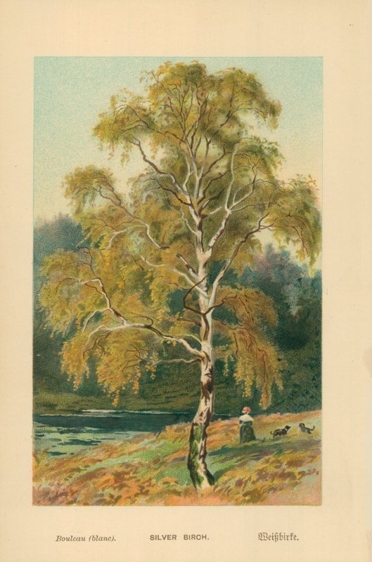 Vidoeiro de prata de William Henry James Boot