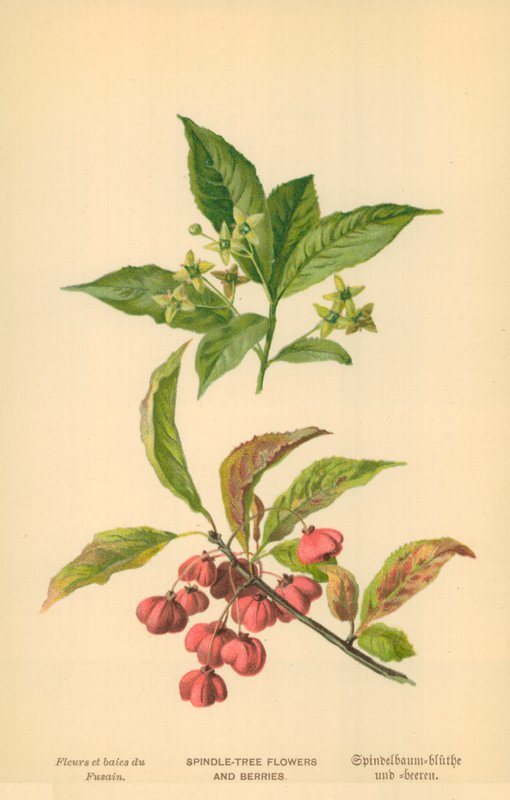 Flores e bagas da árvore do fuso de William Henry James Boot