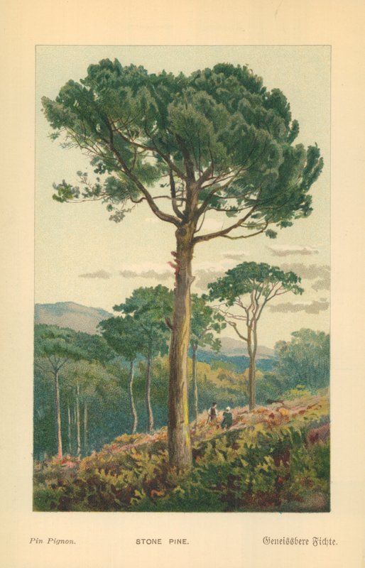 Pinho de pedra de William Henry James Boot