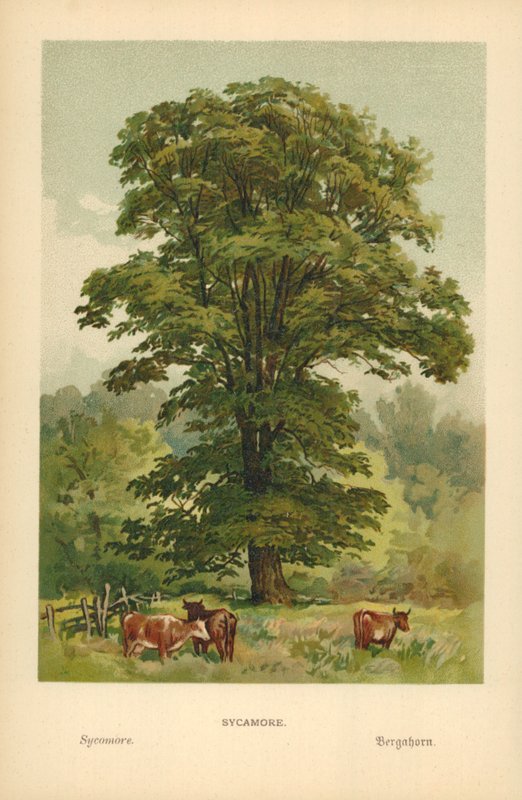 Sicômoro de William Henry James Boot