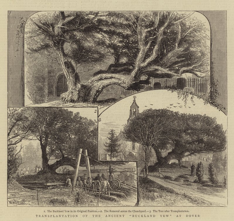 Transplante do antigo teixo de Buckland em Dover de William Henry James Boot