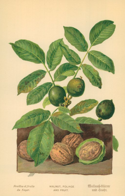 Noz, Folhagem e Fruta de William Henry James Boot