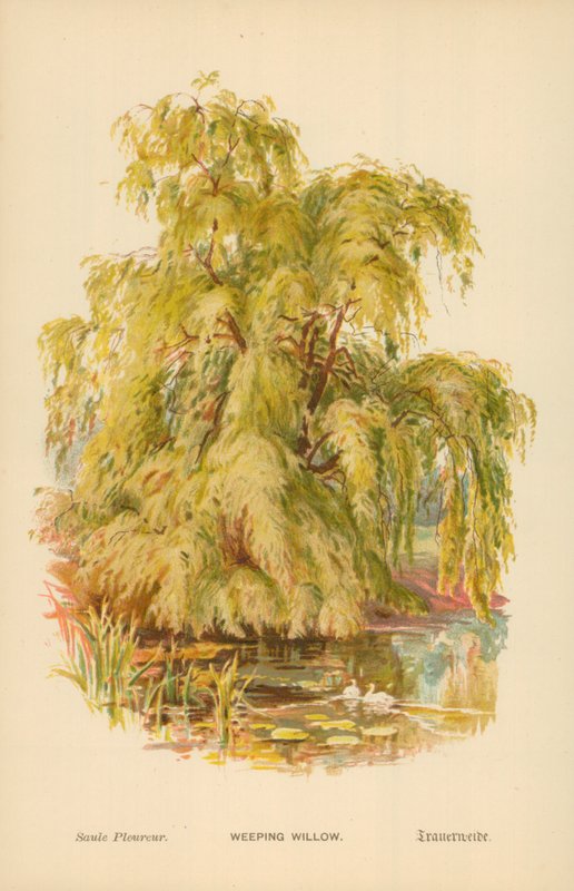 Salgueiro-chorão de William Henry James Boot