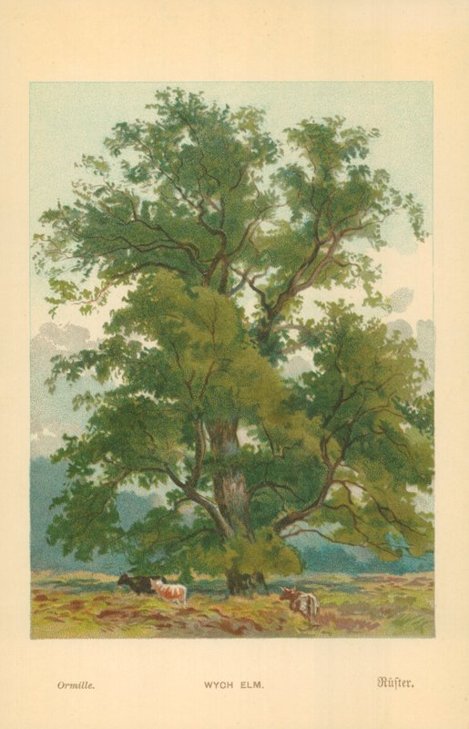 Wych Elm de William Henry James Boot