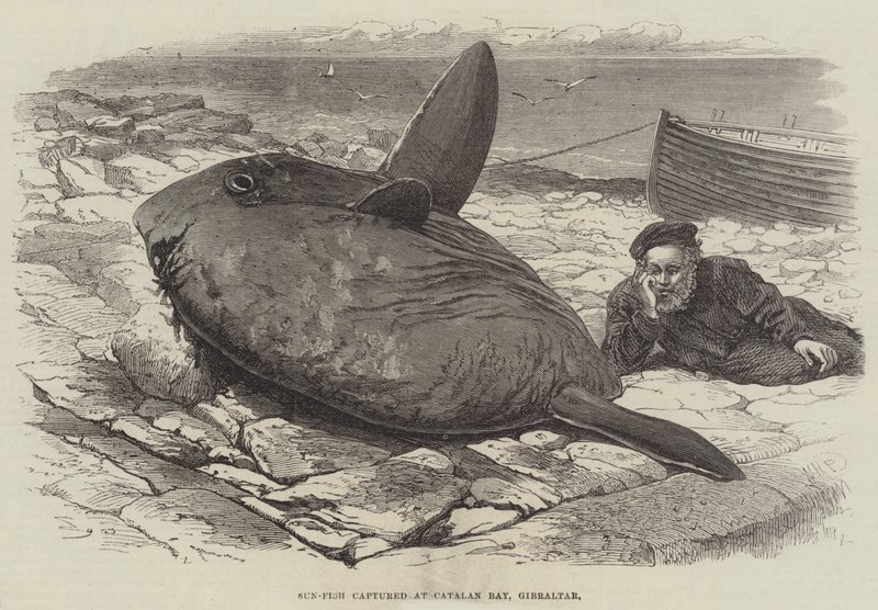Sol-peixe capturado na Baía Catalã, Gibraltar de William Henry Pike