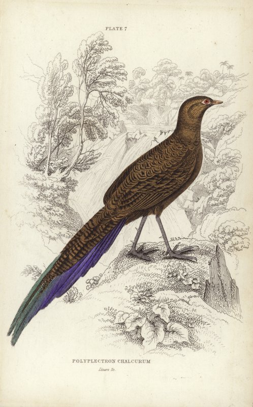 Polyplectron Chalcurum de William Home Lizars
