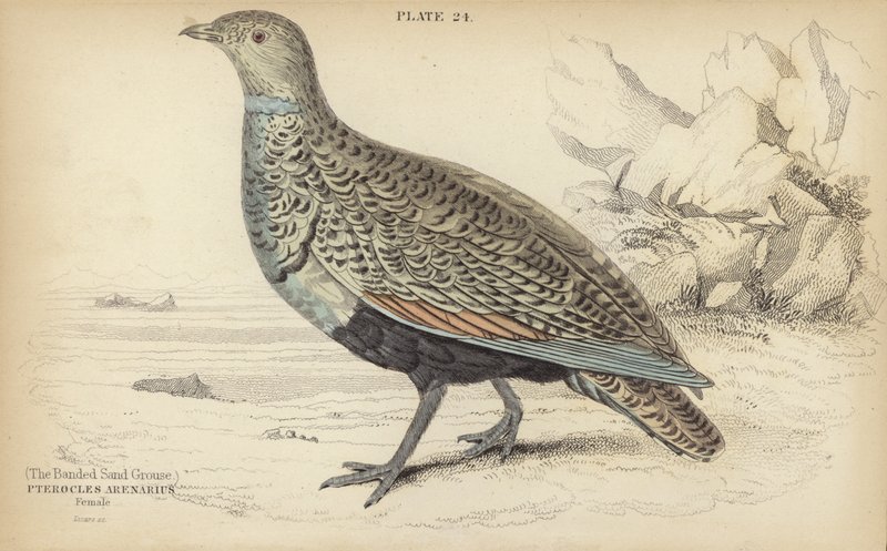 O Grouse Sand Grouse de William Home Lizars