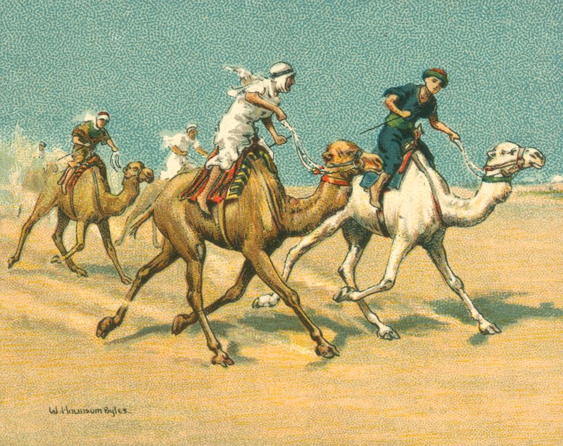 Raças Históricas e Modernas, Raças de Camelo (chromolitho) de William Hounsom Byles