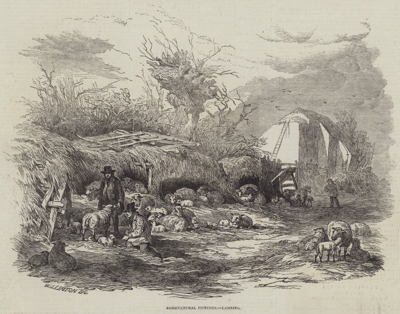 Fotos Agrícolas, Lambing de William James Linton