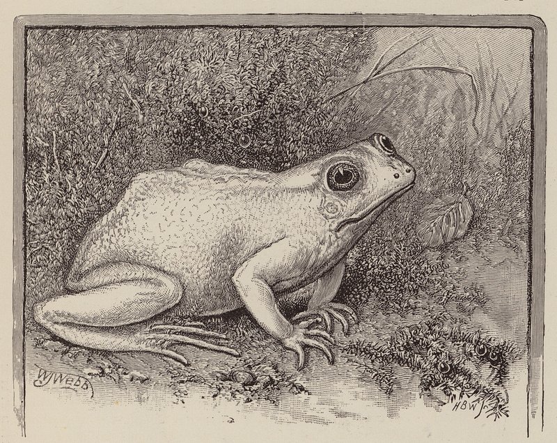 Uma rã albina (gravura) de William James Webbe