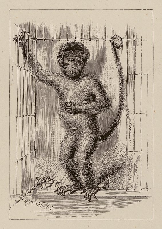 O negro-macaco (gravura) de William James Webbe