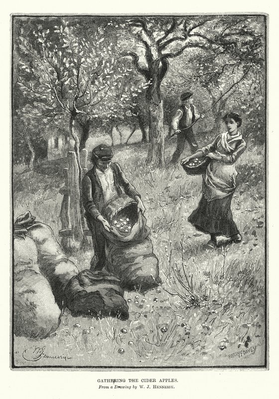 Apanhar as maçãs para sidra (litografia) de William John Hennessy