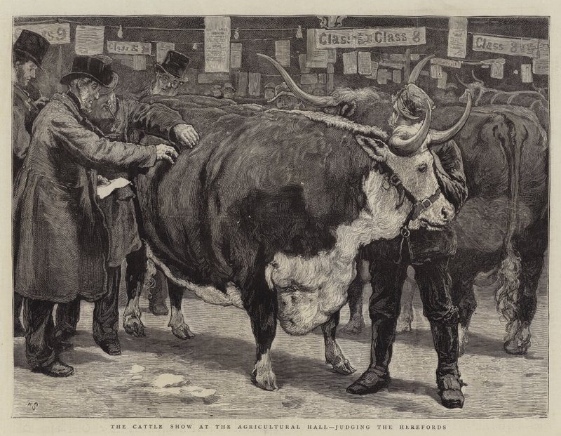 A mostra de gado no salão agrícola, julgando os Herefords de William Small