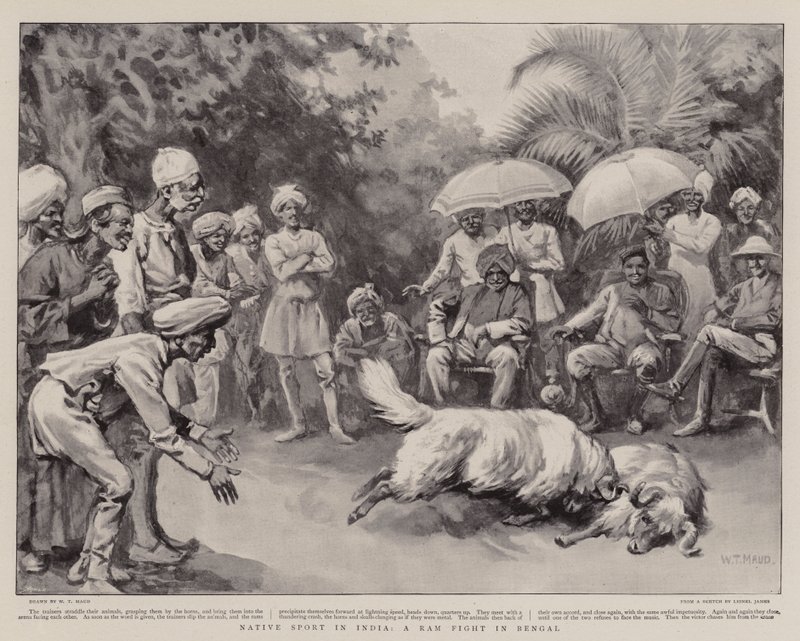 Esporte nativo na Índia, um Ram Fight in Bengal de William T. Maud
