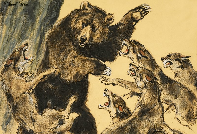 Urso a lutar contra lobos de William Timyn