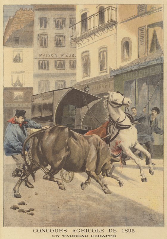 Mostra agrícola de 1895. Um touro escapado de after Oswaldo Tofani