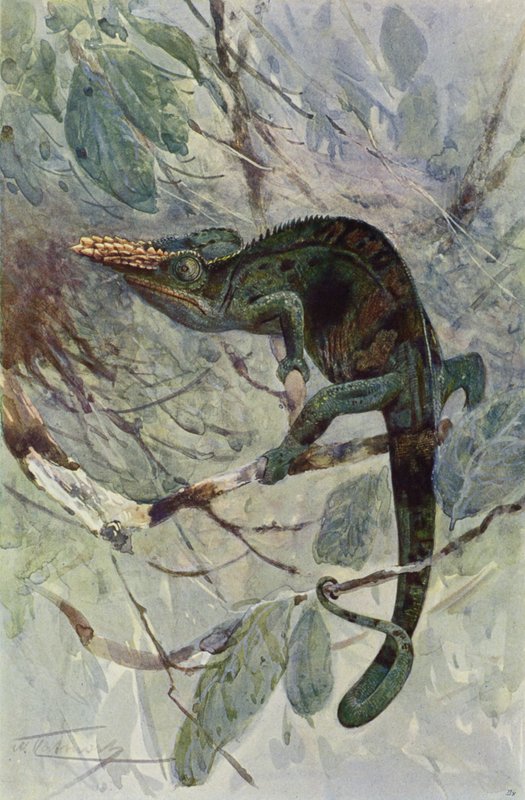 Camaleão Africano de after Wilhelm Kuhnert