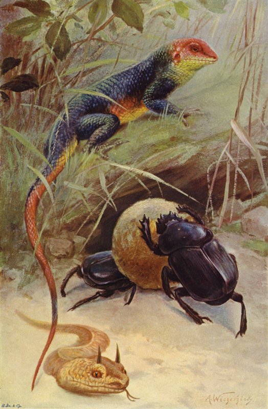 Agama, Horned Viper e Besouro Sagrado de after Wilhelm Kuhnert