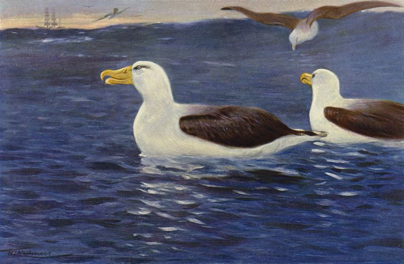 Albatroz de after Wilhelm Kuhnert
