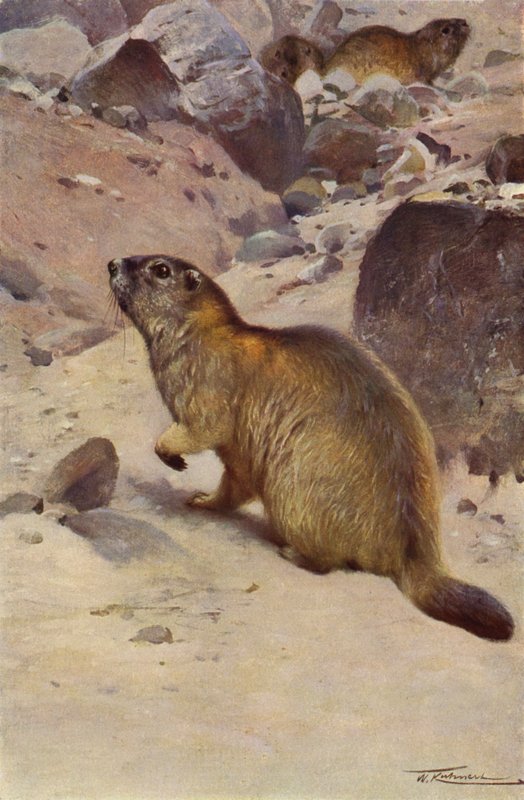 Marmota alpina de after Wilhelm Kuhnert