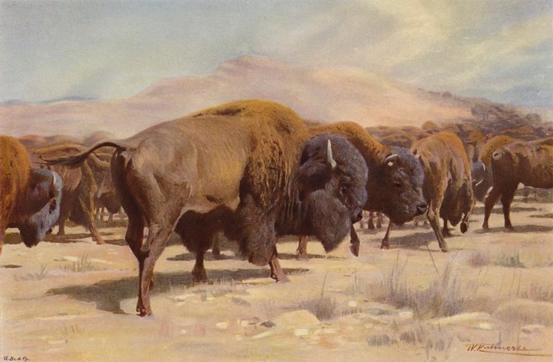 Bisonte americano de after Wilhelm Kuhnert