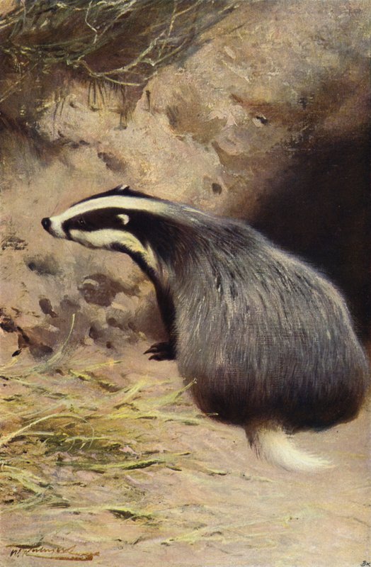 Texugo de after Wilhelm Kuhnert