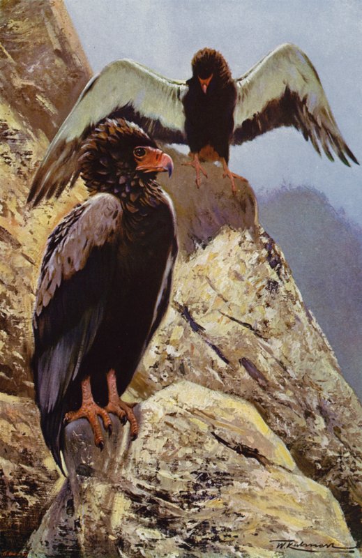 Águia Bateleur de after Wilhelm Kuhnert