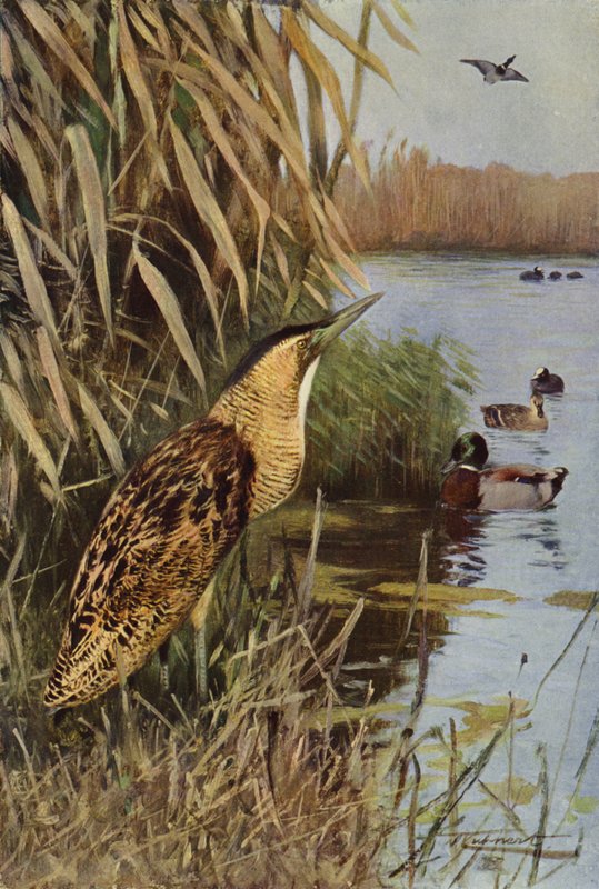 Garça de after Wilhelm Kuhnert