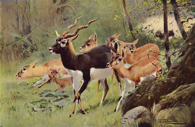 Black-Buck de after Wilhelm Kuhnert