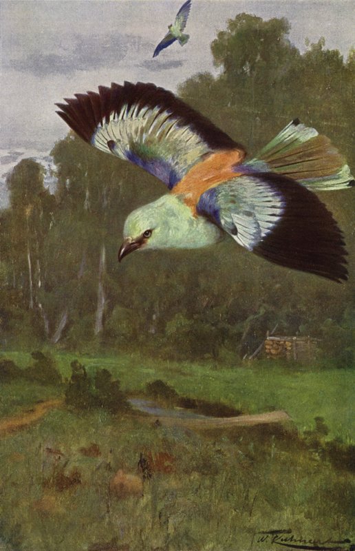 Rolo azul de after Wilhelm Kuhnert
