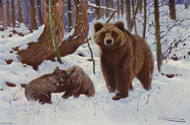 Urso marrom de after Wilhelm Kuhnert