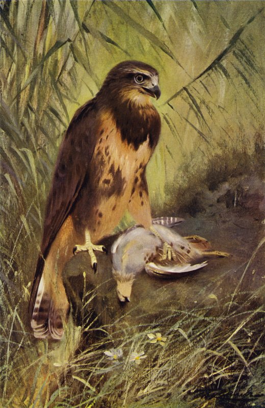 Urubu de after Wilhelm Kuhnert