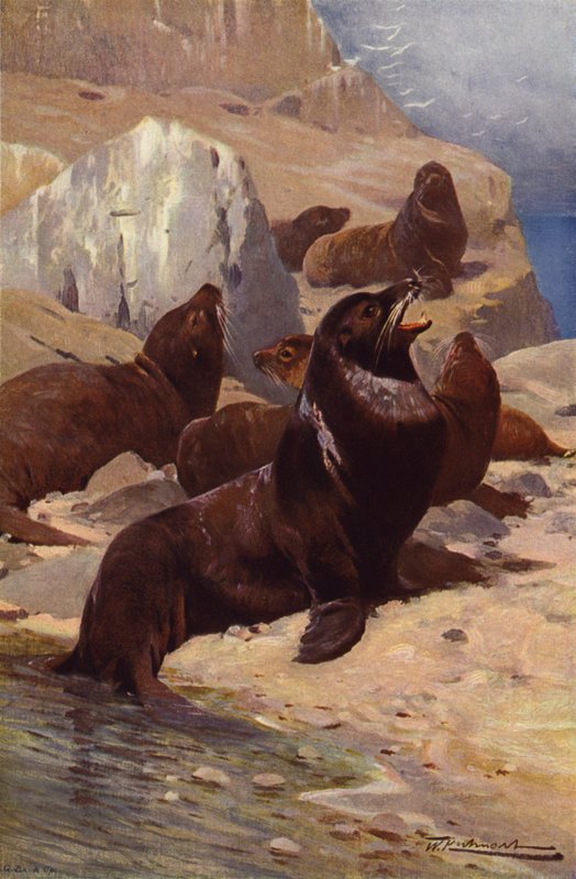 Leão-marinho californiano de after Wilhelm Kuhnert