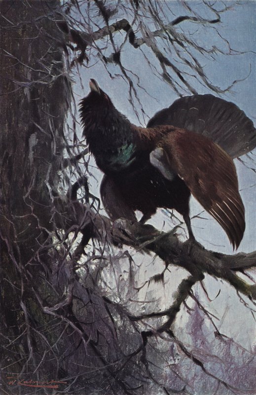 Capercaillie de after Wilhelm Kuhnert