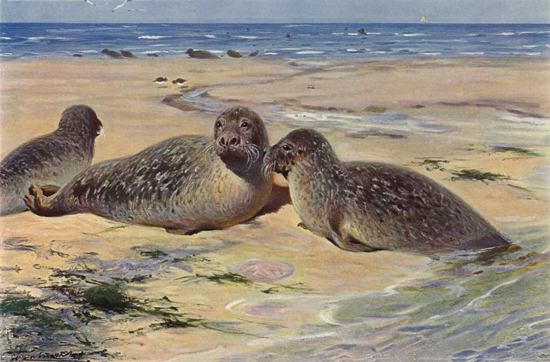 Selo comum de after Wilhelm Kuhnert