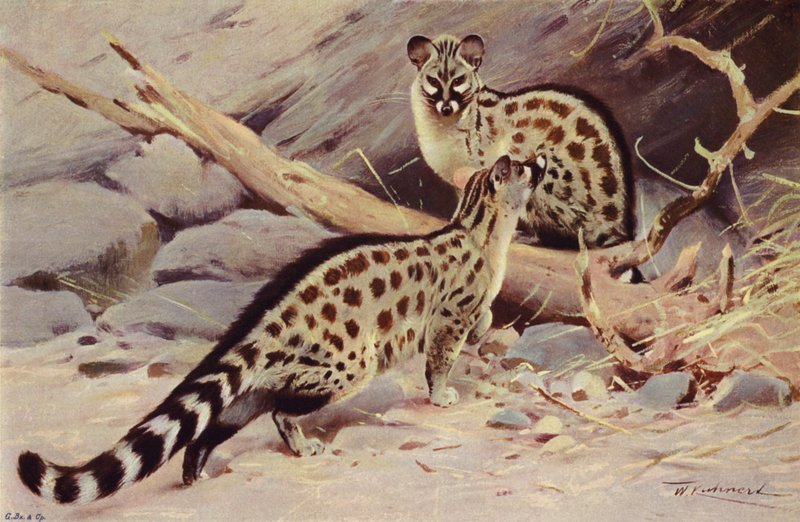 Dongola Genet de after Wilhelm Kuhnert