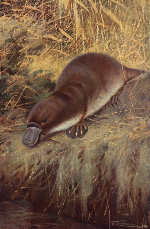 Bico de pato de after Wilhelm Kuhnert