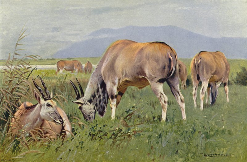 alce de after Wilhelm Kuhnert