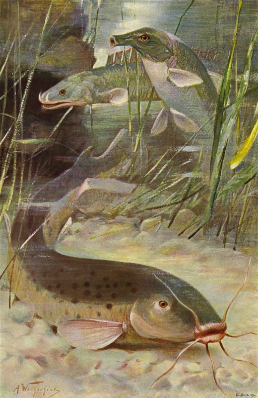 Peixe-gato Elétrico, Bichir, Trunkfish de after Wilhelm Kuhnert