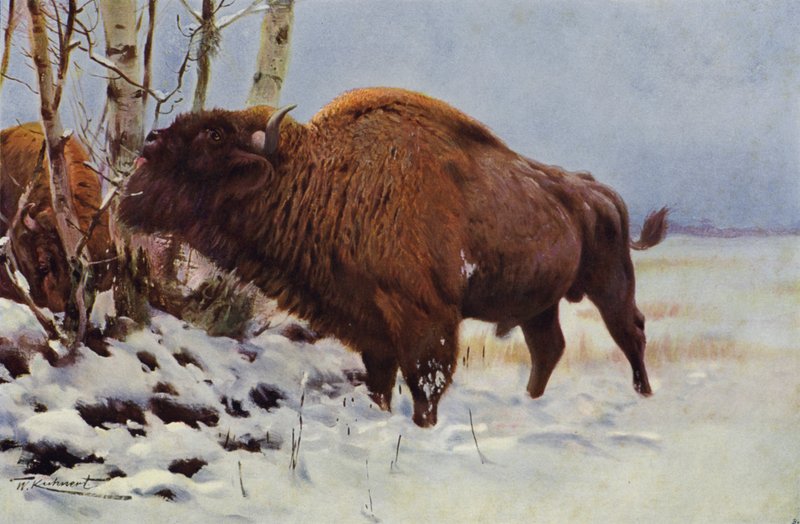 Bisonte europeu de after Wilhelm Kuhnert