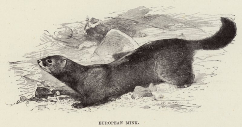 Vison europeu de after Wilhelm Kuhnert