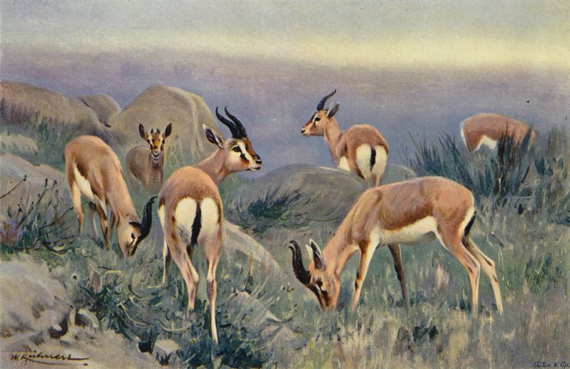 Gazela de after Wilhelm Kuhnert