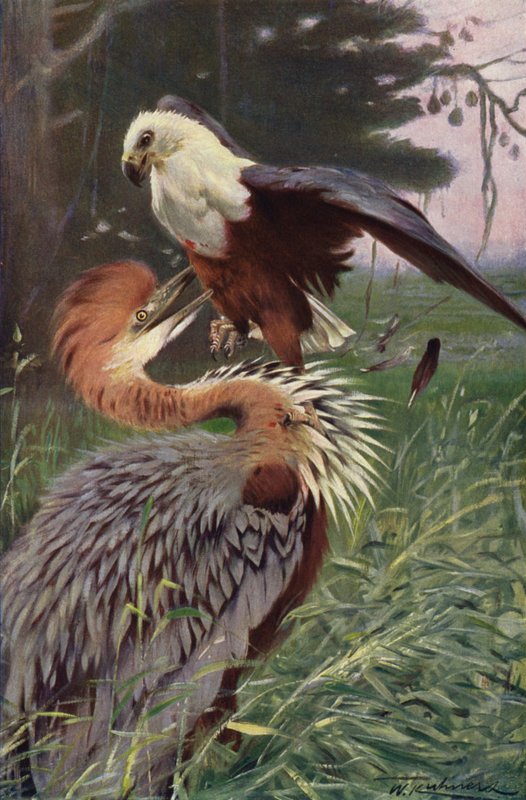Garça-gigante e águia-marinha de after Wilhelm Kuhnert