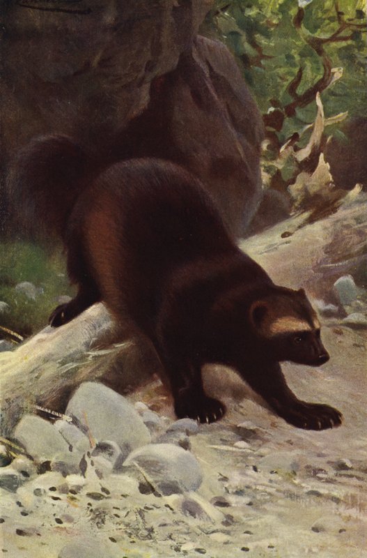 Glutão ou Wolverine de after Wilhelm Kuhnert