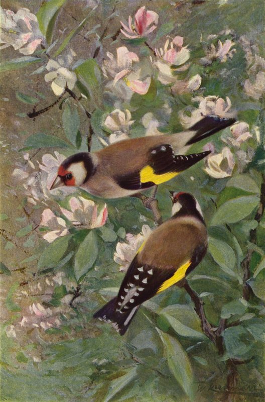 Pintassilgo de after Wilhelm Kuhnert