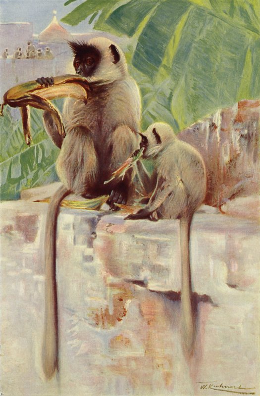 Macaco Hanuman de after Wilhelm Kuhnert