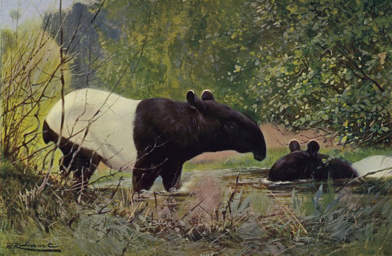 Índios Tapir de after Wilhelm Kuhnert